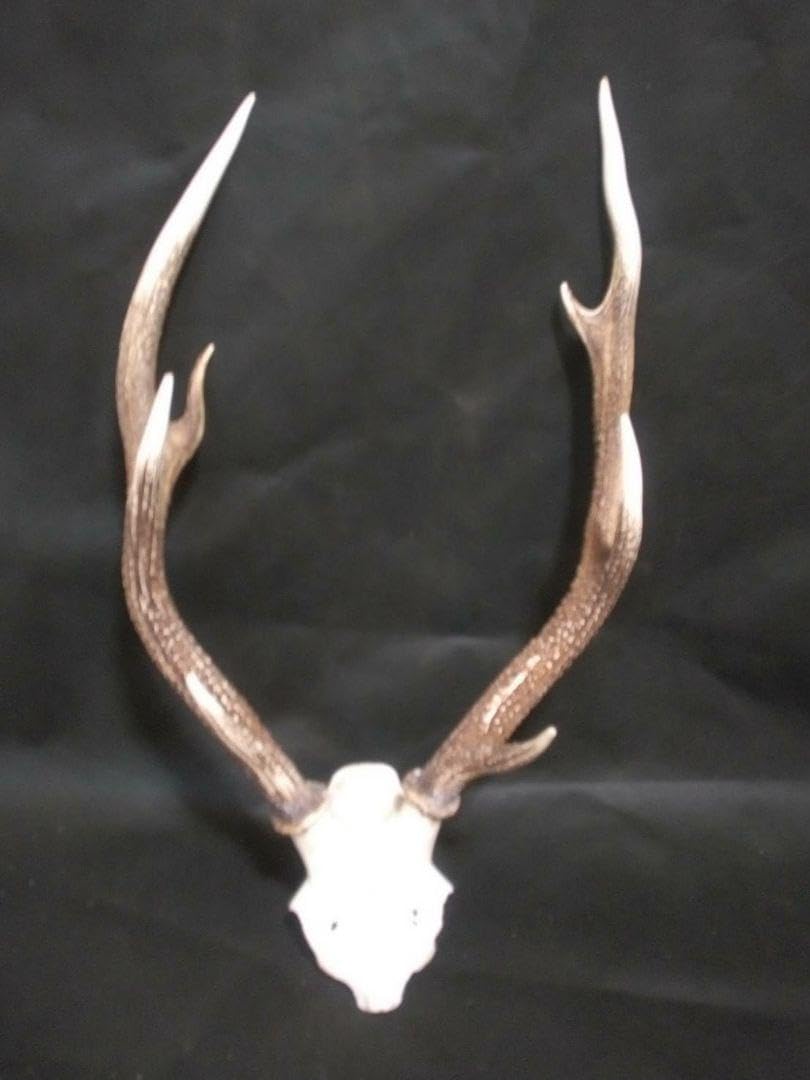 大幅値下げ！鹿の角オブジェ Amazon.co.jp: 鹿の角 鹿の骨 オブジェ : ホーム＆キッチン